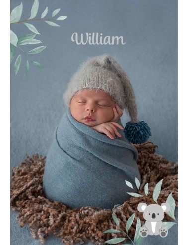 Etiquette naissance koala - William Etiquette naissance koala - William